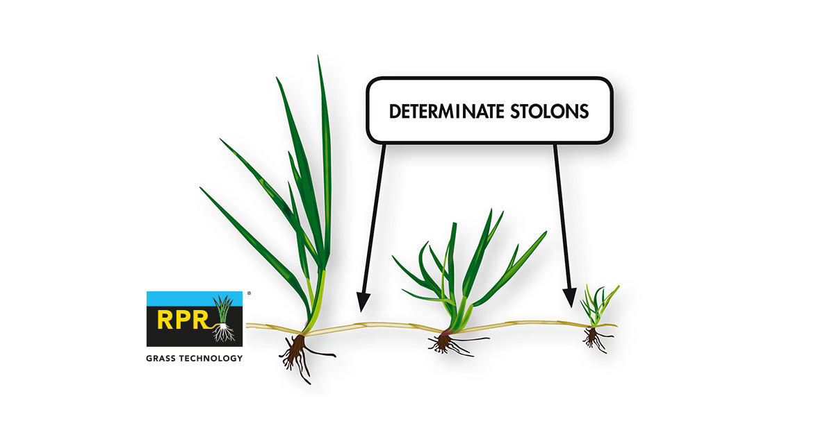 RPR® – determinate stoloni i regeneracija