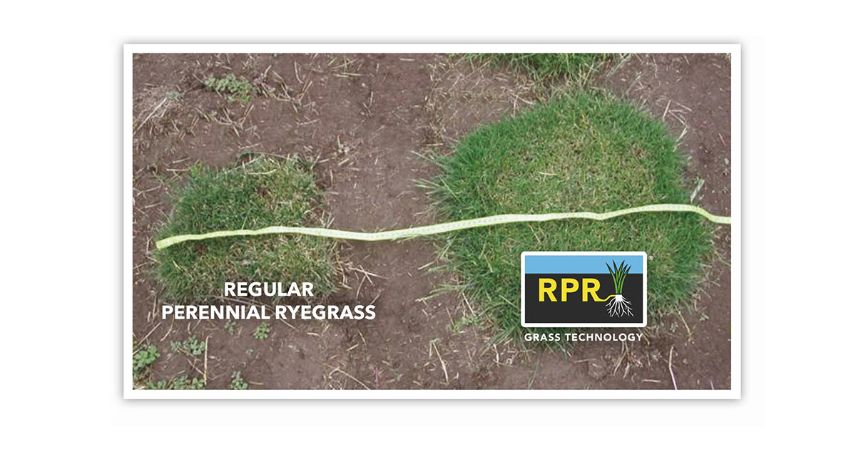 RPR vs regular perennial ryegrass – poređenje otpornosti i širenja